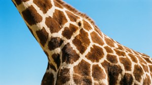 Giraffe Fur Pattern Sky