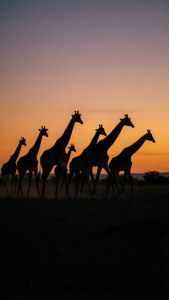Giraffe Herd Silhouette