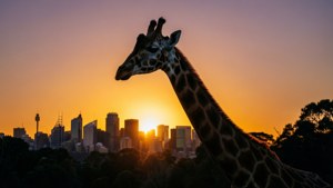 Giraffe Silhouette