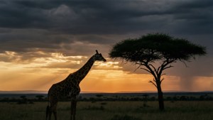 Giraffe Silhouette Storm