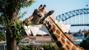 Giraffe with Sydney Backdrop