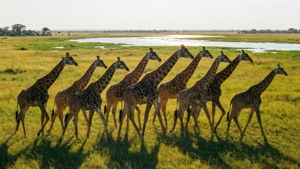 Giraffes at Delta