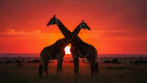 Giraffes at Twilight