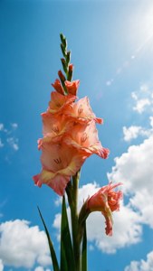 Gladiolus Against Sky