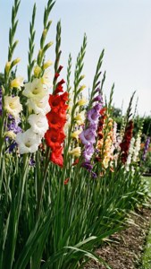 Gladiolus Row in Garden