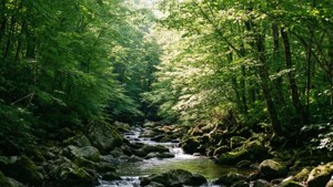 Glen Forest Serenity