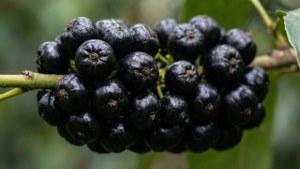 Glossy Black Berry Cluster