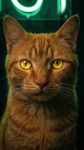 Glowing Gaze