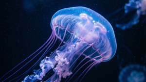 Glowing Jellyfish