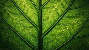 Glowing Leaf Veins