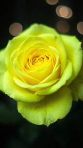 Glowing Neon Yellow Rose