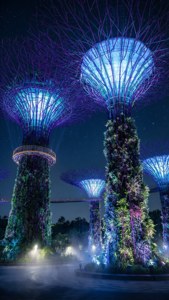 Glowing Supertrees at Night
