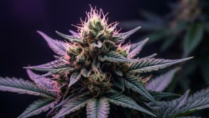 Glowing Trichomes Macro
