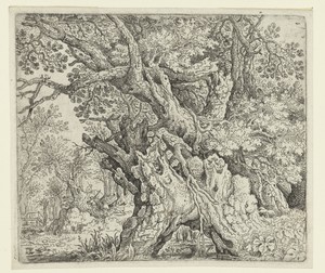Gnarled Trees near the Water