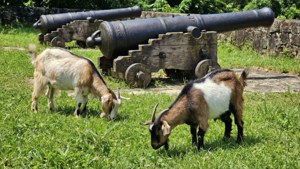 Goats and Cannons
