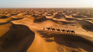 Gobi Camel Caravan