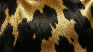 Gold Metallic Cowhide