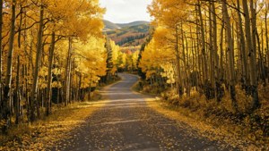 Golden Aspen Lane