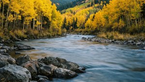 Golden Aspen River