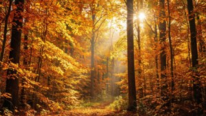 Golden Autumn Forest
