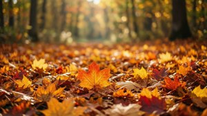 Golden Autumn Leaf Carpet