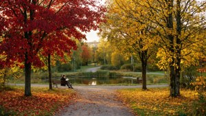 Golden Autumn Park