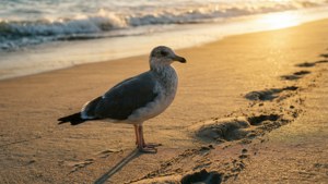 Golden Beach Wanderer