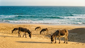 Golden Beach Wild Donkeys