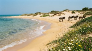 Golden Beach Wild Donkeys