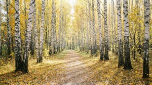 Golden Birch Forest