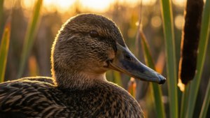 Golden Cattails