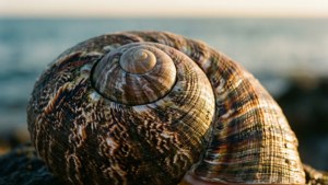 Golden Chiton Shell