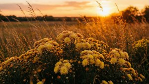 Golden Chrysanthemum Field
