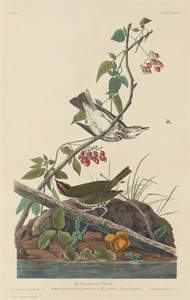 Golden-Crowned Thrush