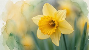 Golden Daffodil Watercolor