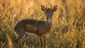 Golden Dawn Dik-dik