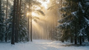 Golden Dawn in Pine Forest
