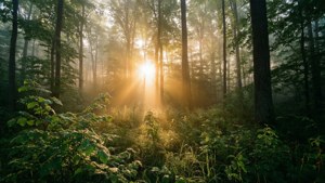 Golden Dawn in Vernon Forest