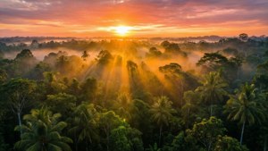 Golden Dawn Over Canopy