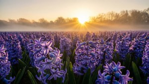 Golden Dawn Over Hyacinth Field