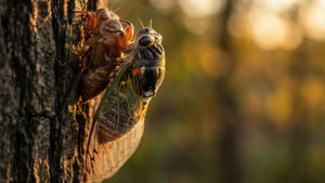 Golden Emergence