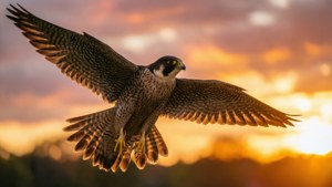 Golden Falcon at Sunset