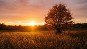 Golden Field Sunset