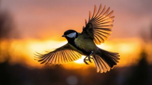 Golden Flight Titmouse