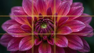 Golden Flower Grid