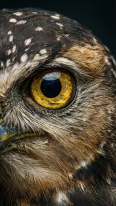Golden Gaze
