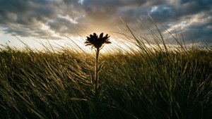 Golden Grass