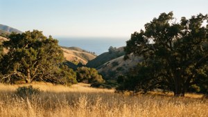 Golden Hills Afternoon