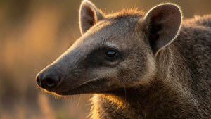 Golden Hour Aardvark