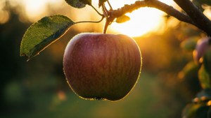 Golden Hour Apple
